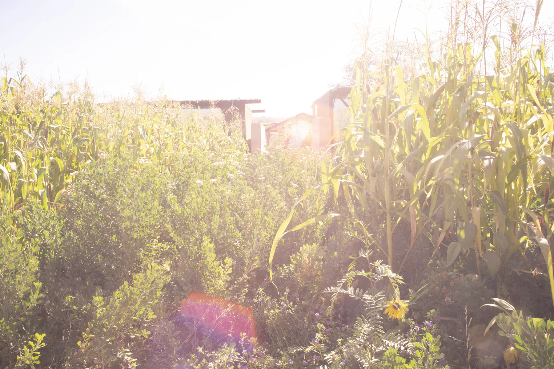 hotel_fauna-atacama-entorno_6